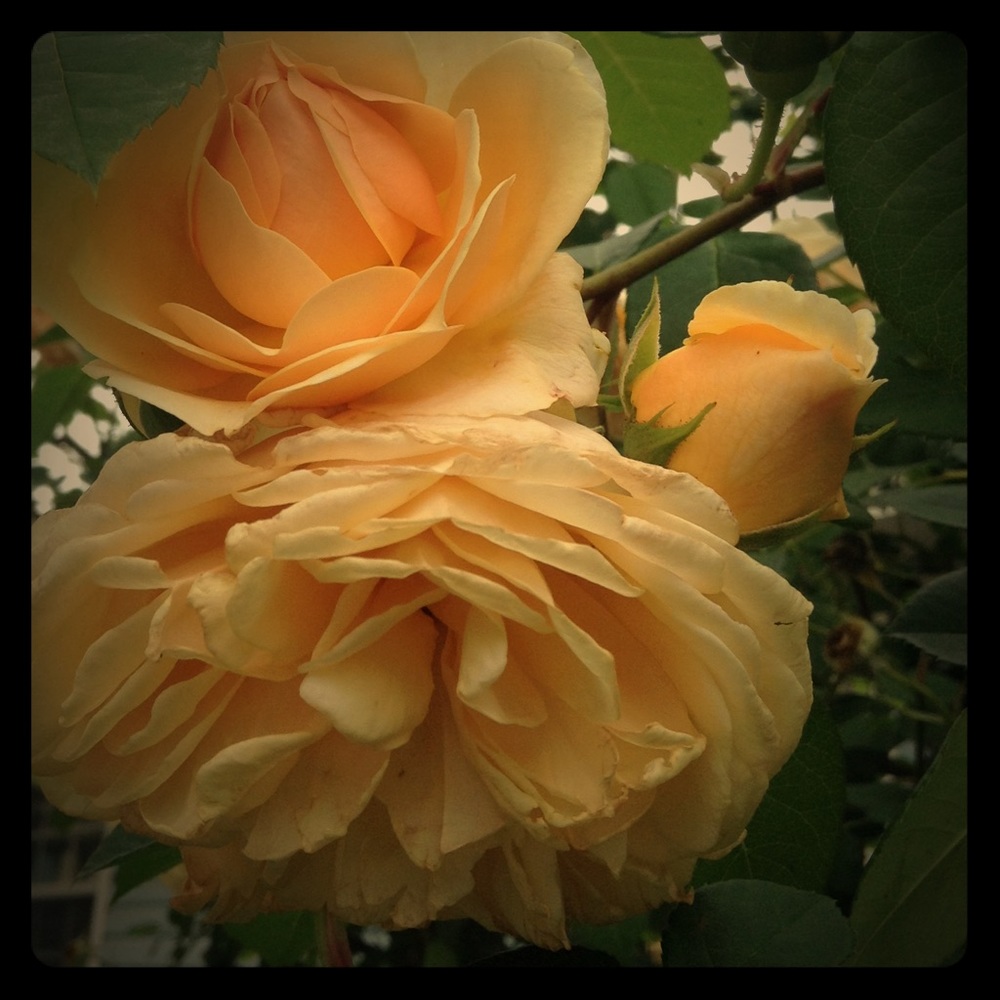 Meet your Posher, Heather